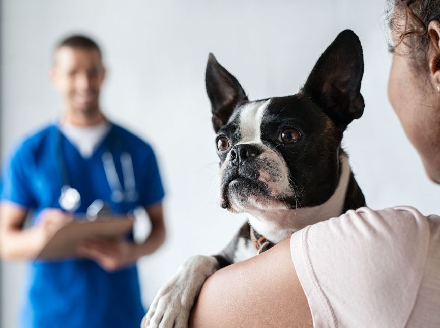 Dog being held by owner and examined by veterinarian in office as part of New Harbor Capital's healthcare investments