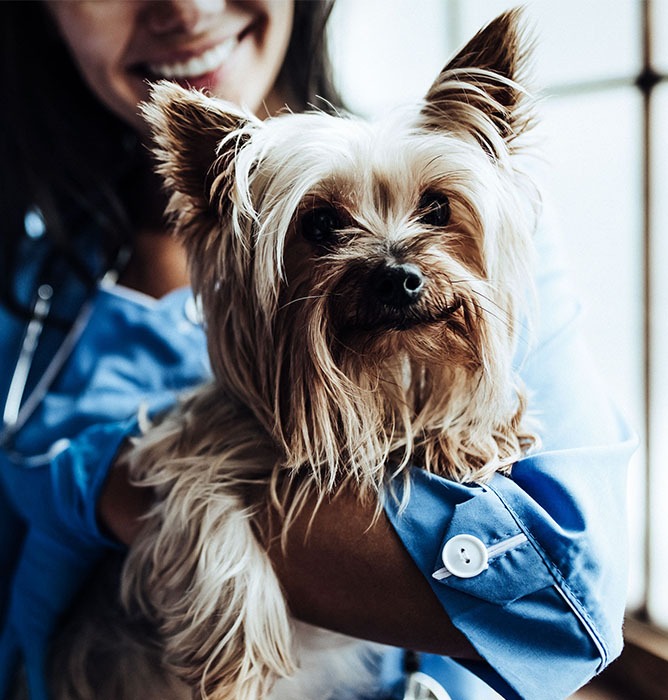 Wedgewood Pharmacy providing veterinary services to dog