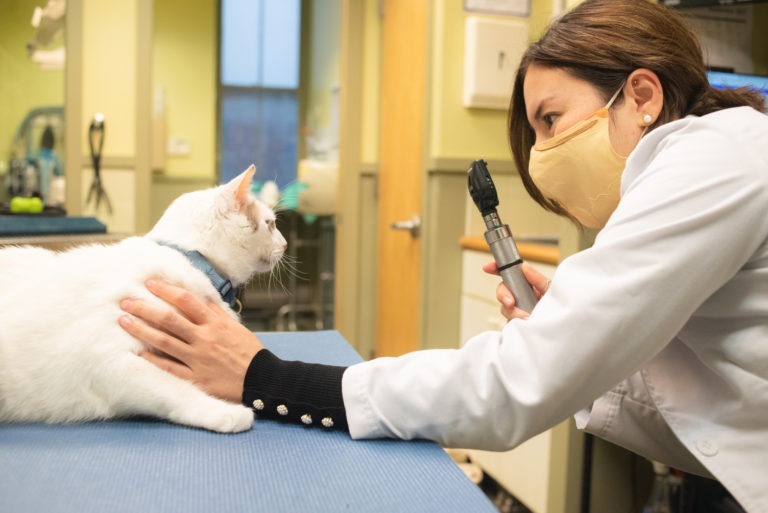 New Harbor Capital animal health portfolio company IndeVets veterinarian examines pet cat and provides animal health care